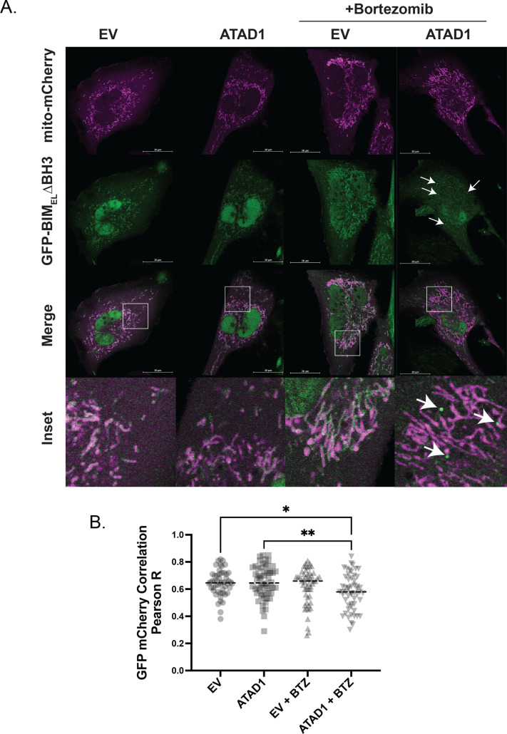 Figure 2—figure supplement 7.