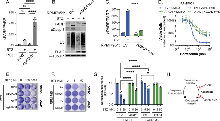 Figure 3—figure supplement 3.