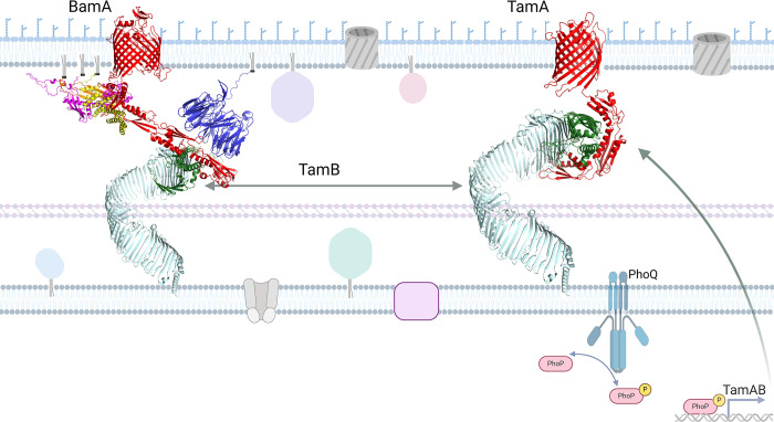 Fig 10