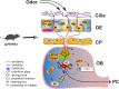 Fig. 10