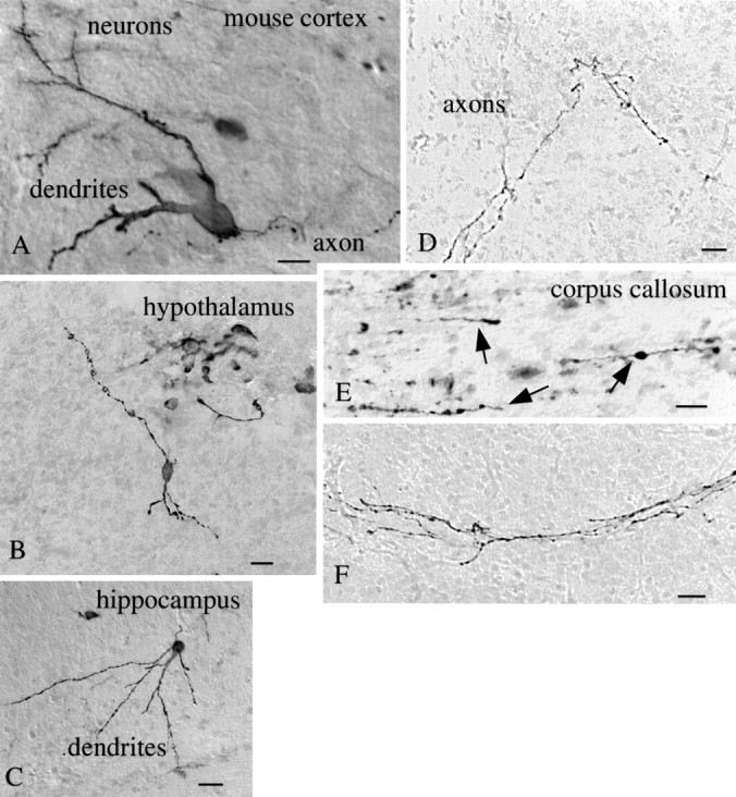 Fig. 12.