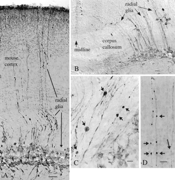 Fig. 11.