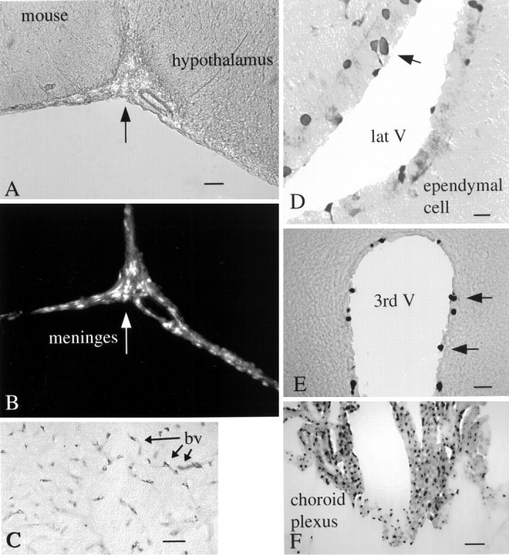 Fig. 10.