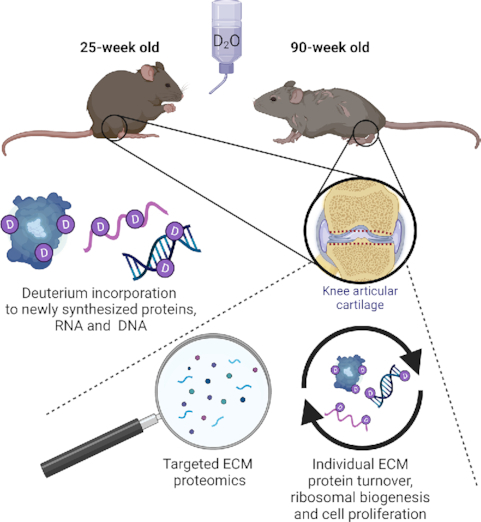 Graphical Abstract