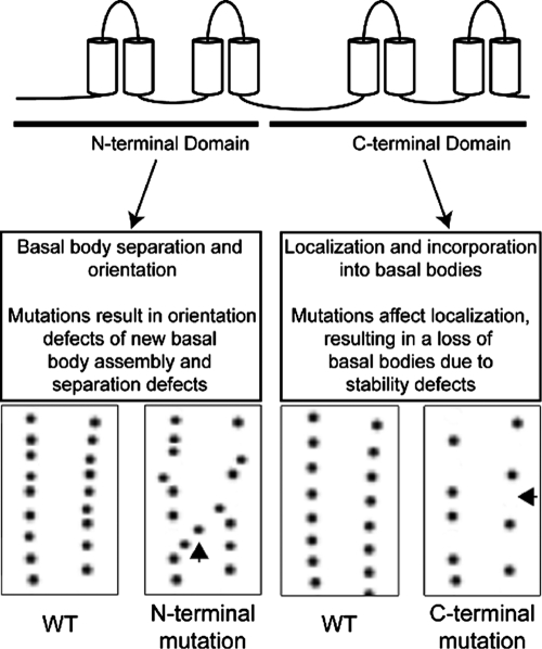 FIGURE 7: