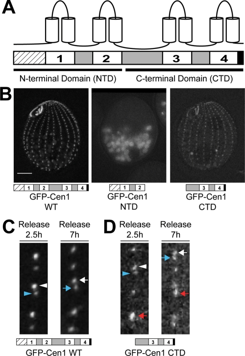 FIGURE 1: