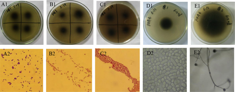 Fig. 1