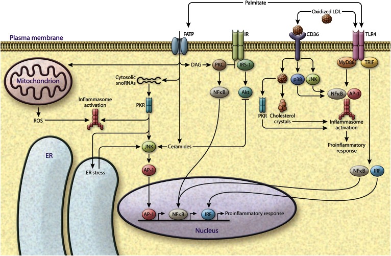 Fig. 1.