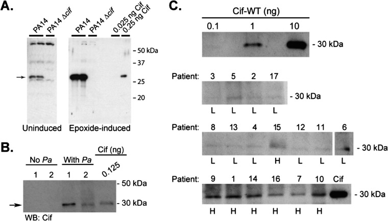 Fig. S6.