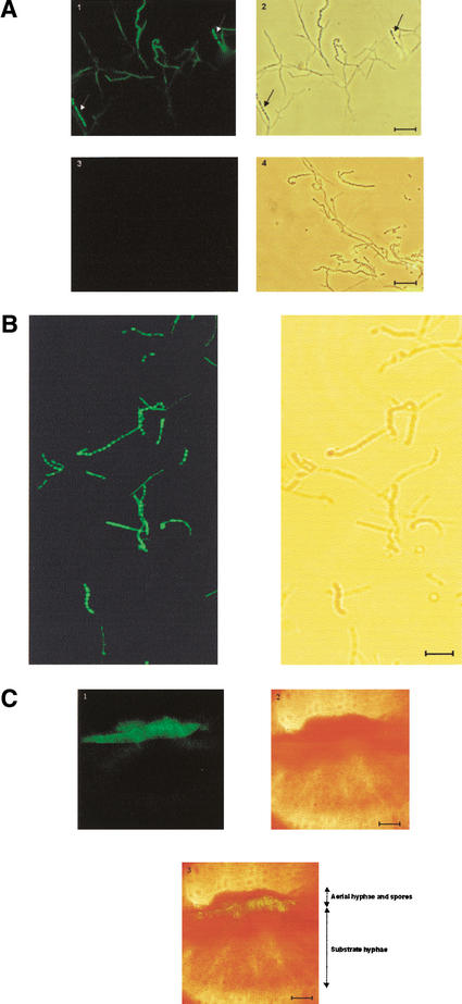 Figure 4.