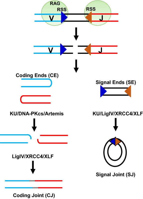 Fig. 2