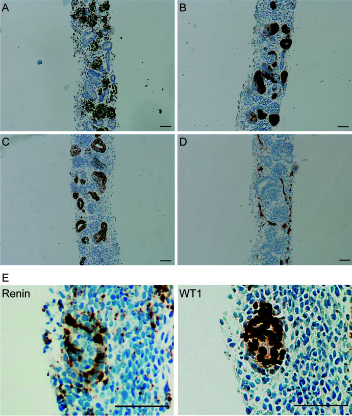 Fig. 8