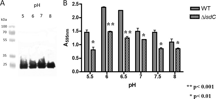 FIG 6