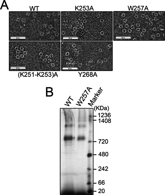 FIGURE 5: