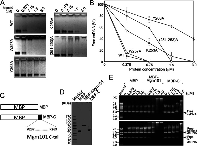 FIGURE 6: