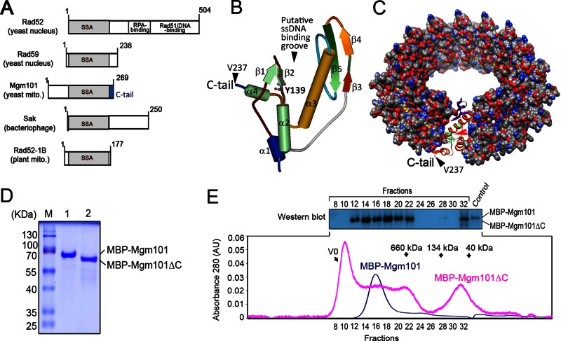 FIGURE 1: