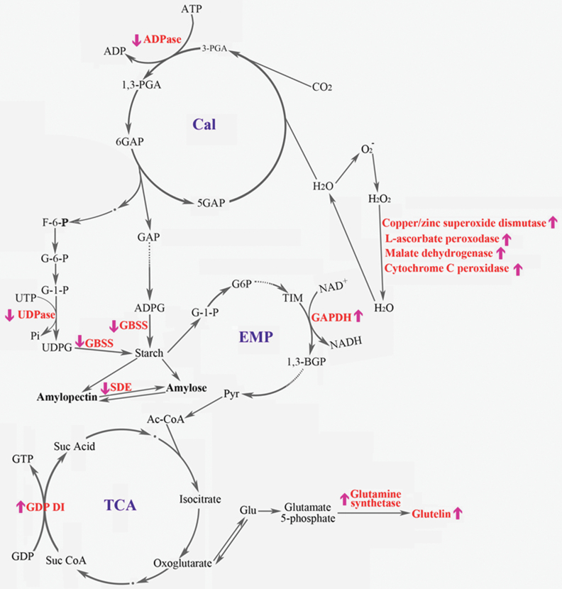 Fig. 7.