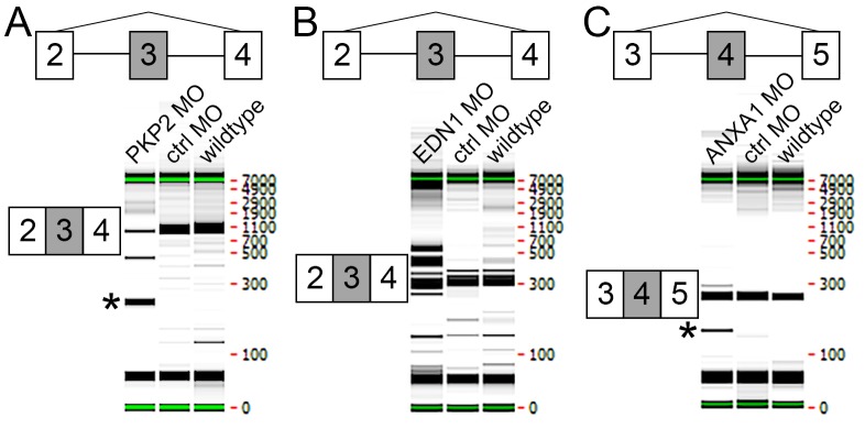 Figure 6—figure supplement 2.