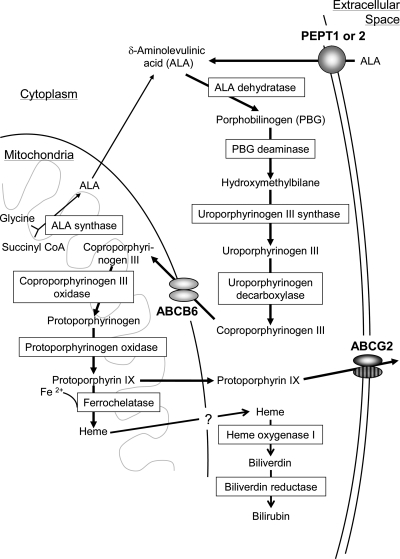 Fig. 2.