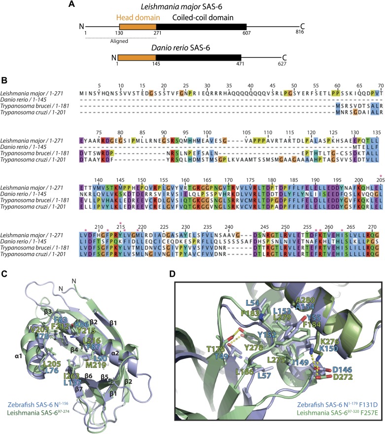 Figure 1—figure supplement 1.