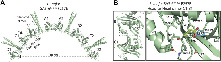 Figure 1—figure supplement 2.