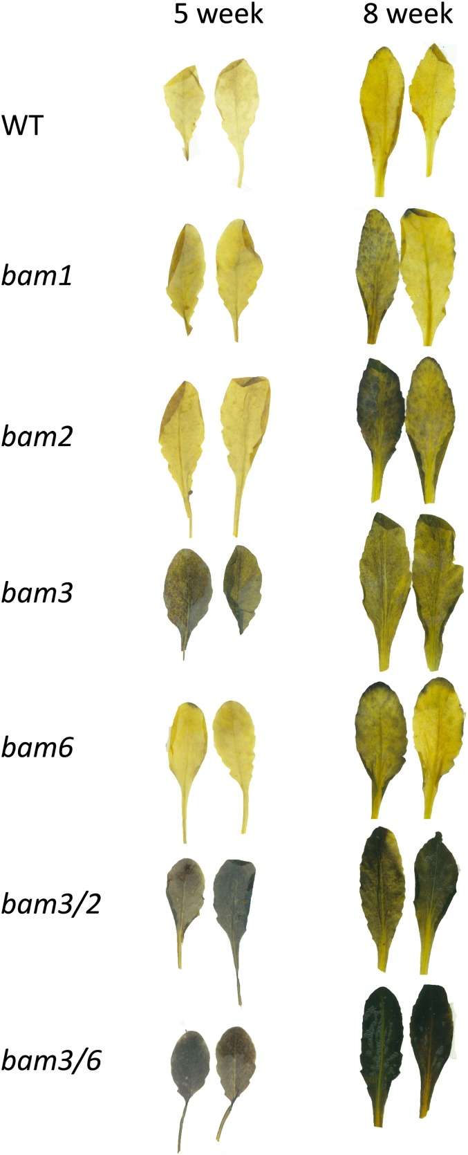 Figure 2.