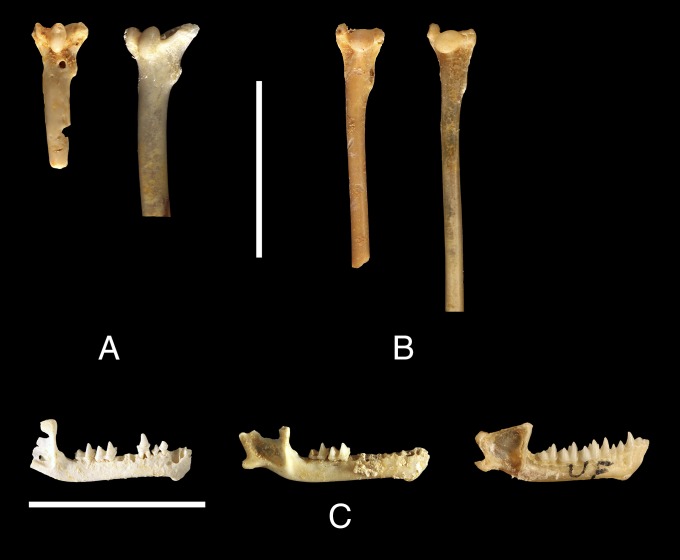 Fig. 6.