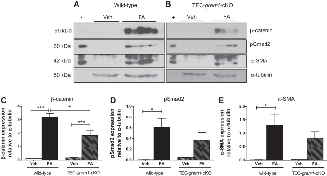 Fig. 12.