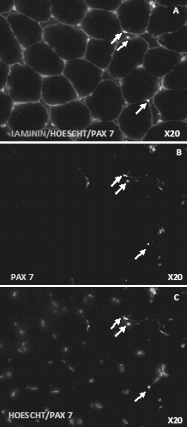 Fig. 4