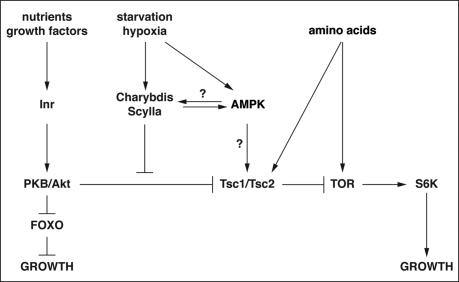 Figure 7.