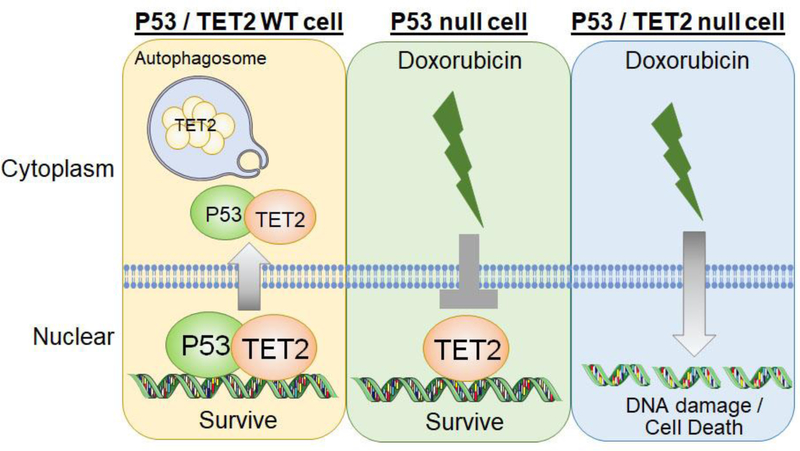 Figure 7.