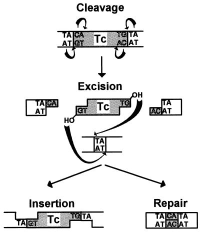 FIG. 24