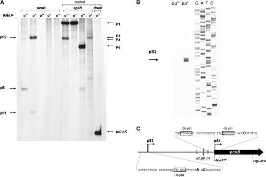 Fig. 8