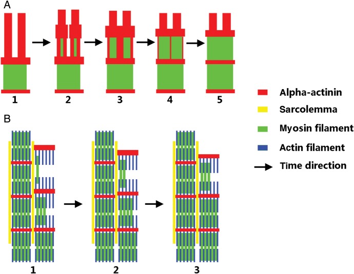 Figure 5