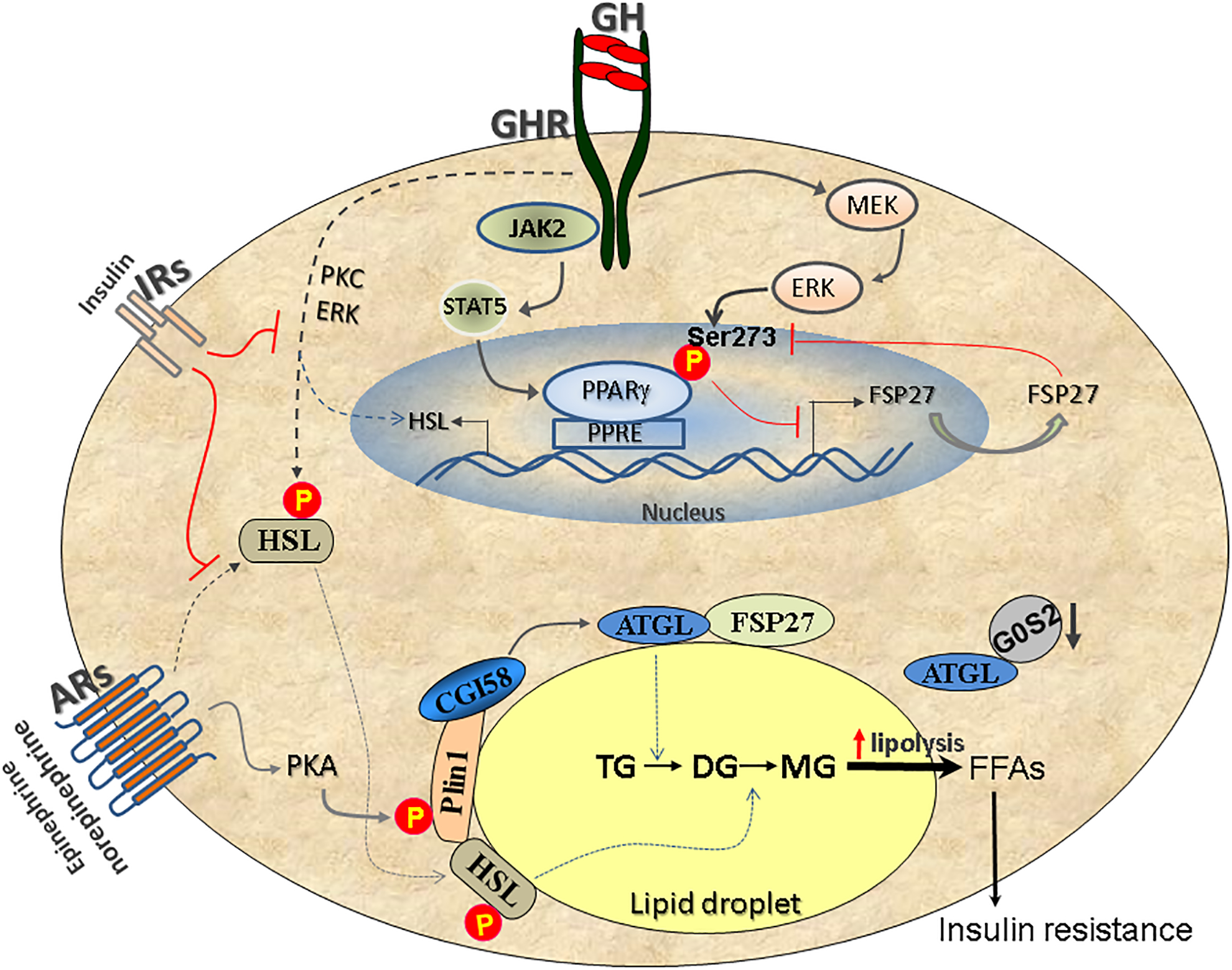 Figure 1: