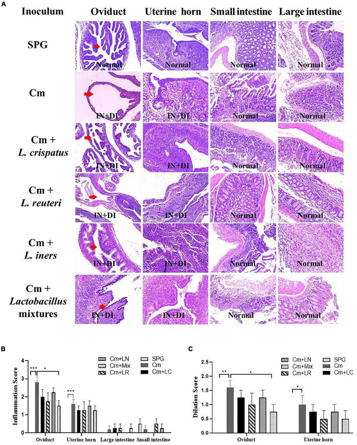 FIGURE 6