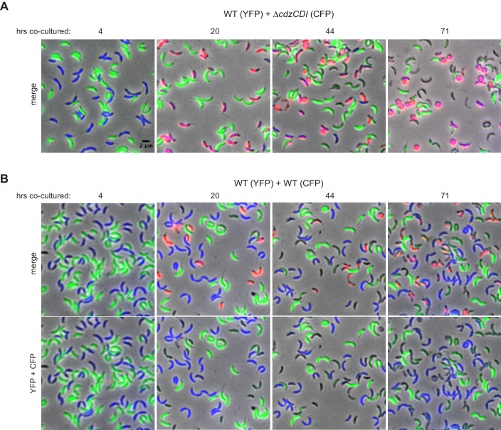 Figure 3—figure supplement 1.