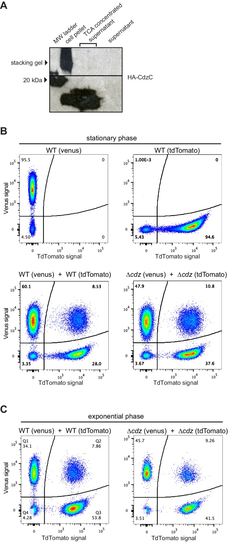 Figure 4—figure supplement 1.