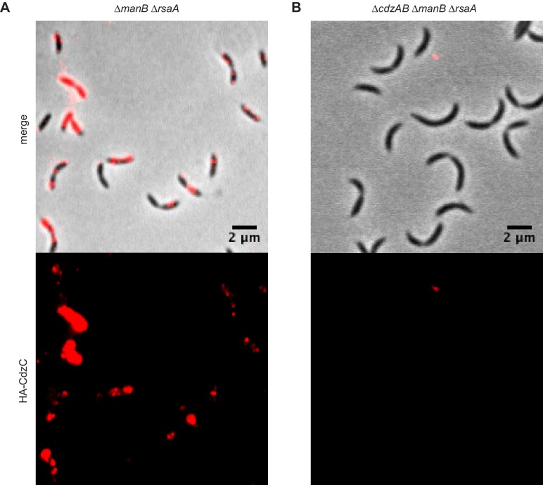 Figure 6—figure supplement 2.