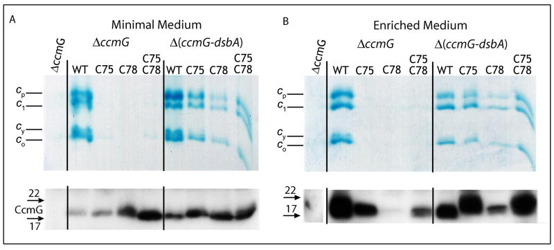 Fig. 6