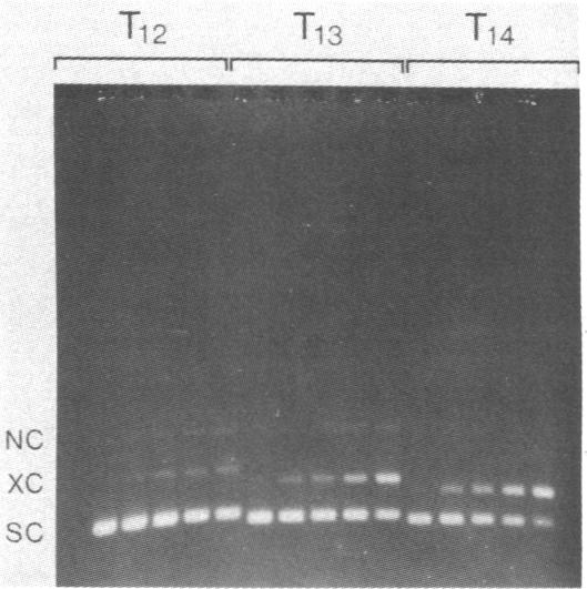 graphic file with name pnas00644-0100-a.jpg