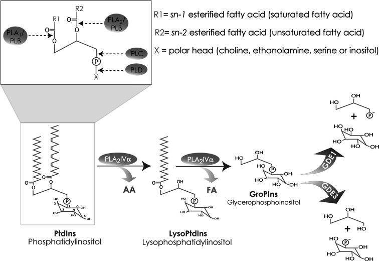 Fig. 1