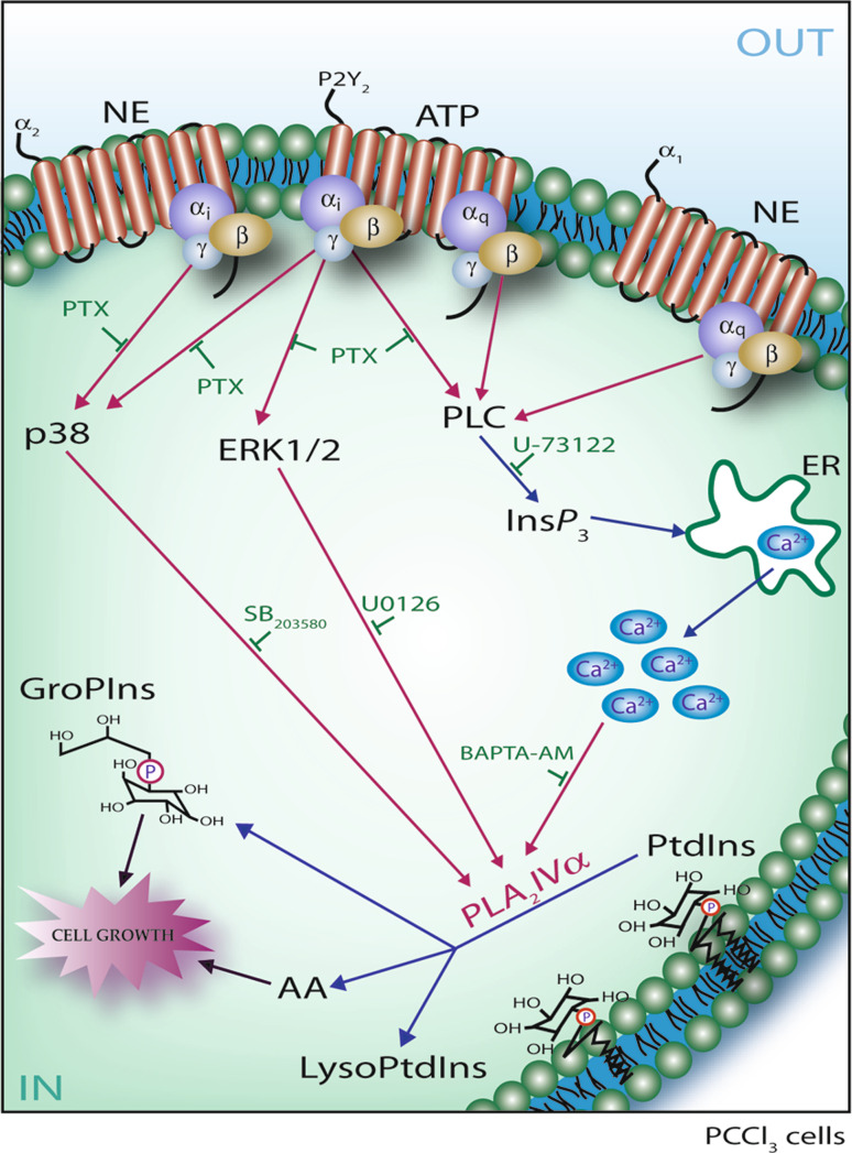 Fig. 2