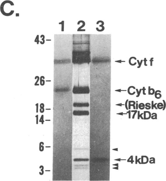 graphic file with name pnas00245-0115-d.jpg