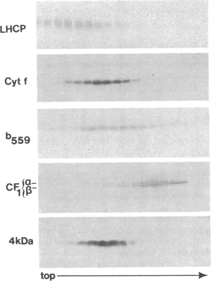 graphic file with name pnas00245-0114-a.jpg