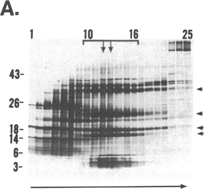 graphic file with name pnas00245-0115-f.jpg