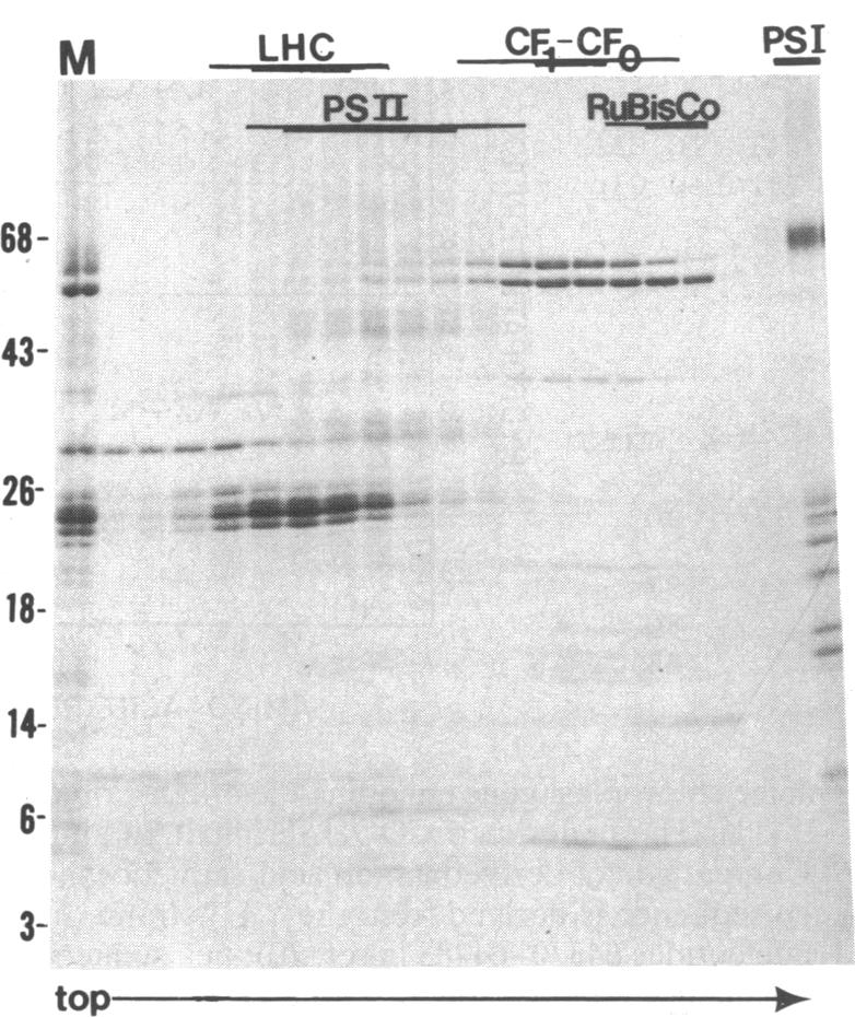 graphic file with name pnas00245-0114-b.jpg