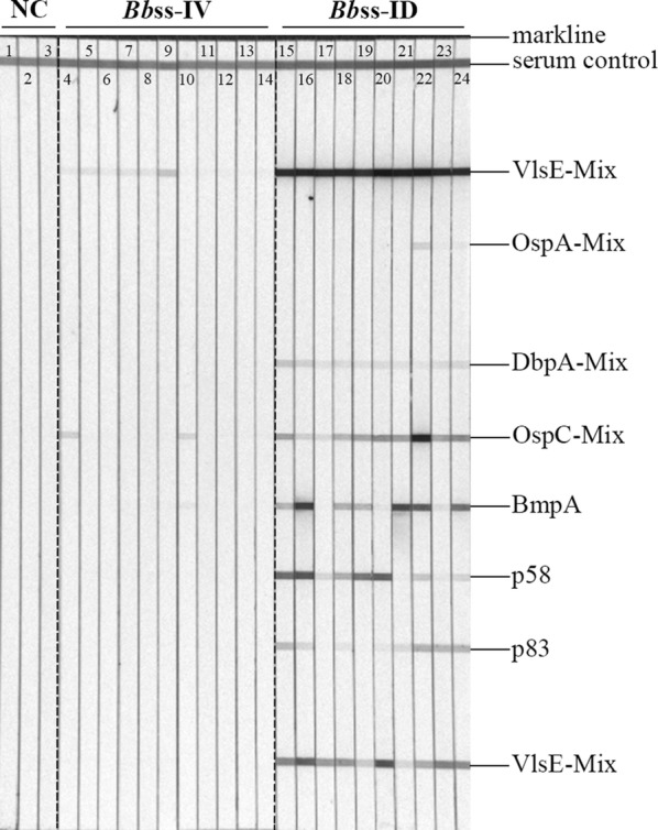 Fig. 5