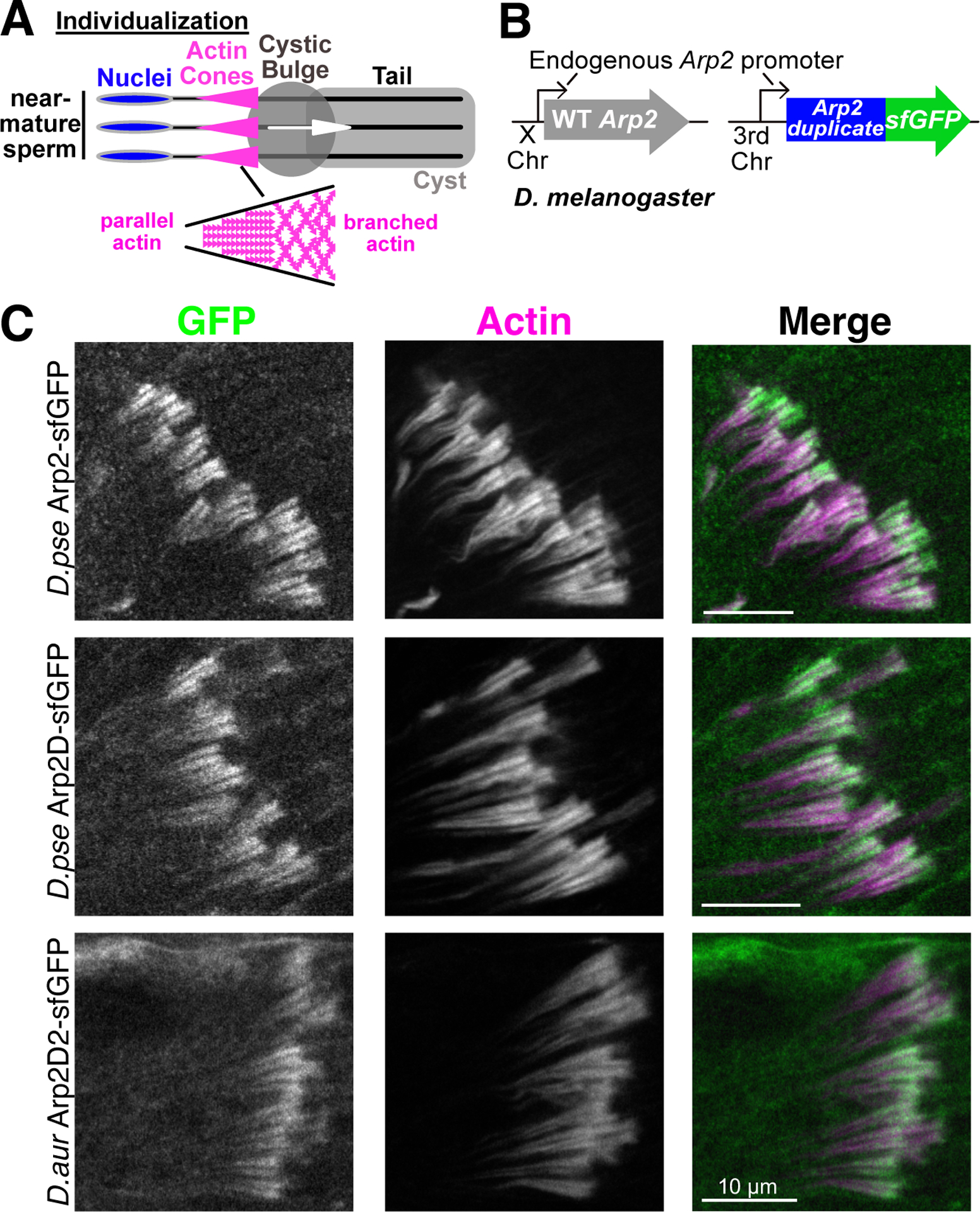 Figure 2:
