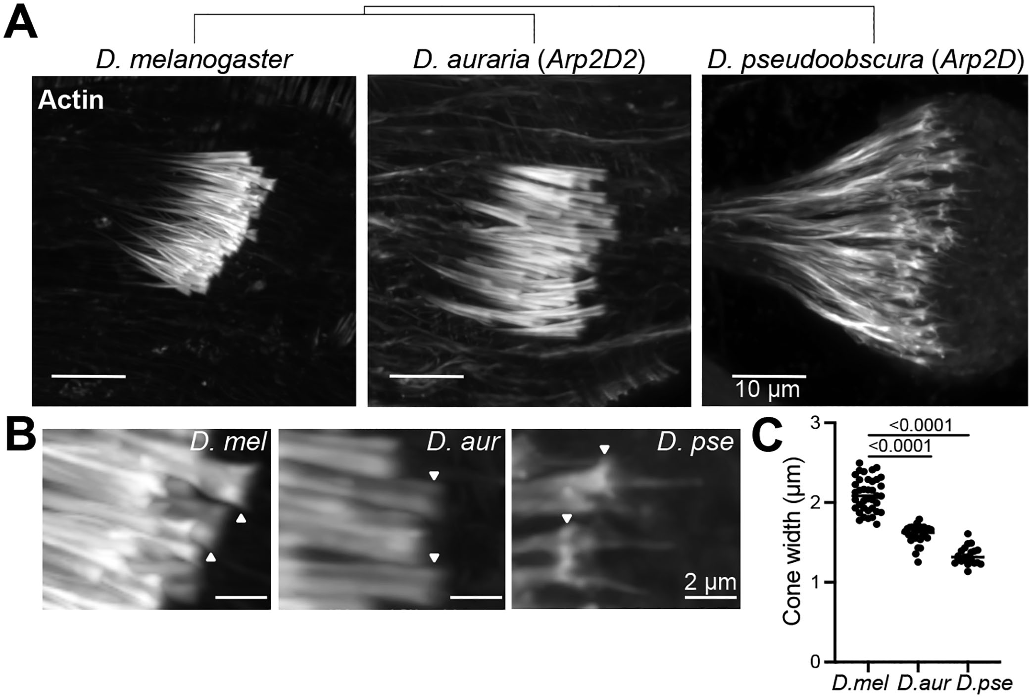 Figure 7: